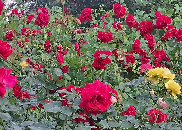 Guest house Poilsis Pas Tada