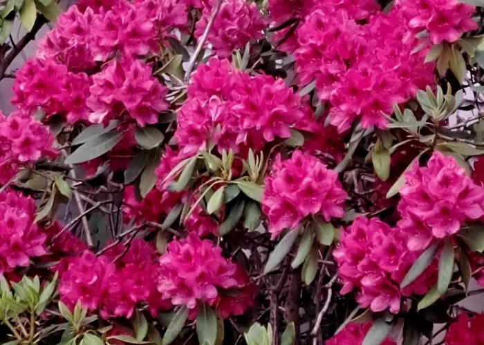 Guest house Poilsis Pas Tada